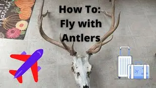 How To: Flying with Antlers