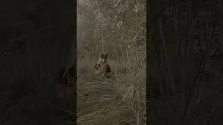 Можете сказать, что я больная, но я чувствую себя собой когда притворяюсь животным #териантроп #квд