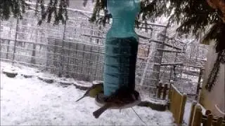 Холодно стало, голодно стало, но кой кто, семечками поделился