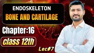 Endoskeleton | Bone and Cartilage | Fsc 2nd year biology