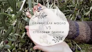 7. Чем отличаются столовые оливки от оливок для масла? | 16+