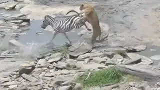 शेर की बहुत ही खतरनाक पिटाई होती है | हर कोई शेर की पिटाई करता है Lion Attacks