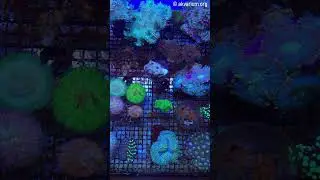 Жесткие (LPS) и мягкие (SPS) кораллы