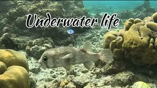 Snorkelling with fish’s 🤩🌎