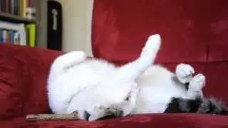 Matatabi stick cat