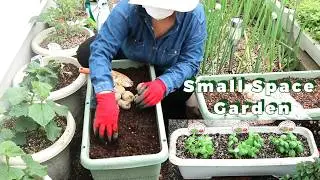 Small Space Garden Update/What I Plant In My Small Space 