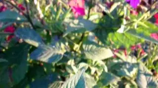 Mixed Flowers Liveing Together