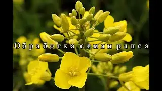 Обработка семян микроудобрением Агрогумат + 7