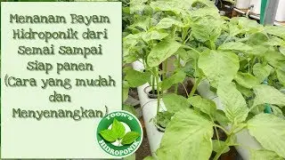 Cara mudah menanam bayam hidroponik dari semai sampai siap panen