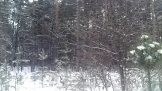 Беларускi ганчак подъем зайца.