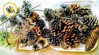 How to make Pine Cone Flowers | Forest DIY | #21