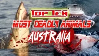 Top 10 Most Dangerous Animals - Top 10 Most Dangerous Animals in Australia  in 1 terrifying list