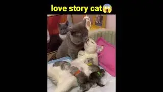 billi and billa ||🙏 #shorts #viral 🥰