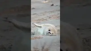 For what | funny animals | #petvideos  #funnyanimalvideos