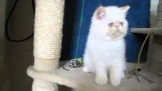 Гималайские  кошки и экзоты колорпоинты