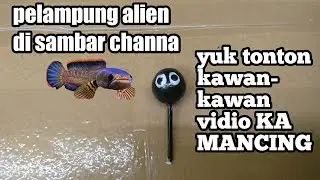 pelampung alien disambar channa