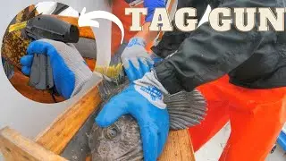 California Has Been Tagging Fish for over a DECADE.  Surprising Data (Scientist Explains)