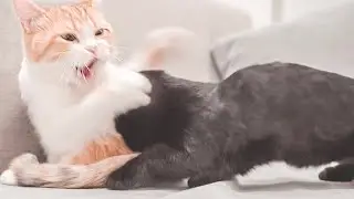 Kitten weaning, Mom said 