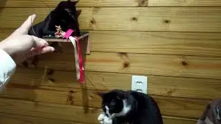 Cansando dois gatos com um brinquedo! ❤