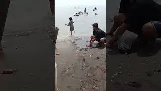 Bermain di pantai mencari kerang