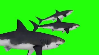 green screen shark group effect