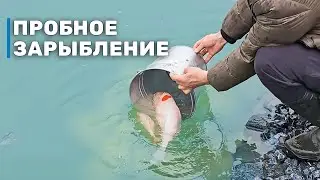 Запускаем в пруд «‎ручную рыбу»‎. Карпы кои - зарыбление пруда декоративной рыбой