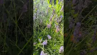 ASMR Relaxing Water Sounds #asmr #asmrwatersound #asmrsounds #asmrnature