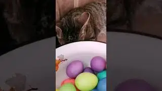 Когда мама не разрешила трогать яйца 😡
