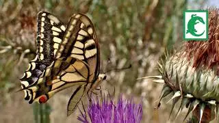 Mariposa macaón Papilio machaon