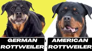 German Rottweiler vs American Rottweiler
