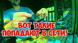 Орнитологическая станция. Куршская коса. Калининградская область