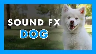 DOGS PLAYING ambience - (Sound Effect) 🦮🦮
