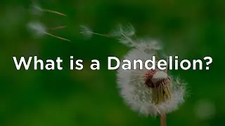 What is a Dandelion? (PK - 2nd Grade)