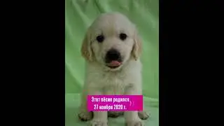 Лорд, породы Голден-Ретривер.