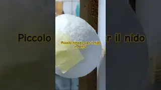 Piccolo rimedio per il nido in feltro dei canarini