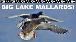 Duck Hunting 2017: Now You're Thinking Like Dan