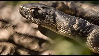 Gen 2 1255727567, python, M 10