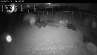 15 more piggies in the pen
