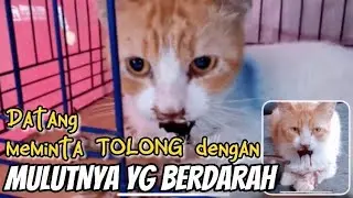 [ENG SUB] Cat with a bleeding mouth asking for help - Cat Lovers Indonesia 🇮🇩