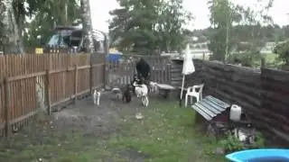 Rabalder dagisbarn dag2