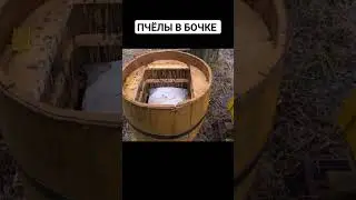 ПЧЁЛЫ В БОЧКЕ!!! 