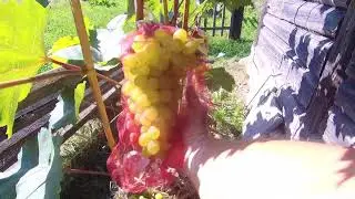 ОБЗОР МОЕГО ВИНОГРАДНИКА !!!