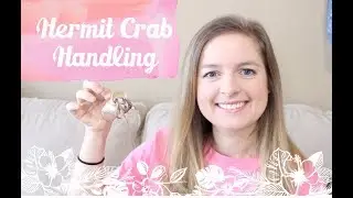How To Hold A Hermit Crab | Hermit Crab Handling