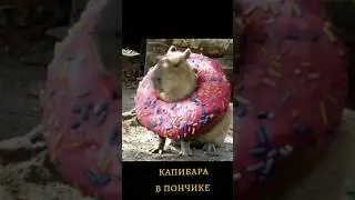 виды капибар