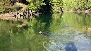 OFF LEASH BORDER COLLIE  You can do it