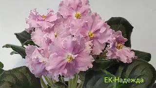 ЕК-Баккара.ЕК-Гарри Поттер.ЕК-Коварство и Любовь.ЕК-Россияночка.ЕК-Надежда