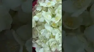 ЧАЙ ИЗ ЖАСМИНА (ЧУБУШНИКА)