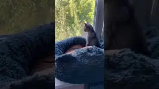 "...хочу летать..." Тимохино гнездо. Юный натуралист Бян-Кин-До.