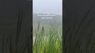Туман у лесного озера