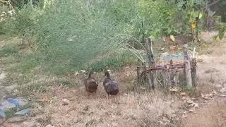 These 43-day-old nibblers stay together